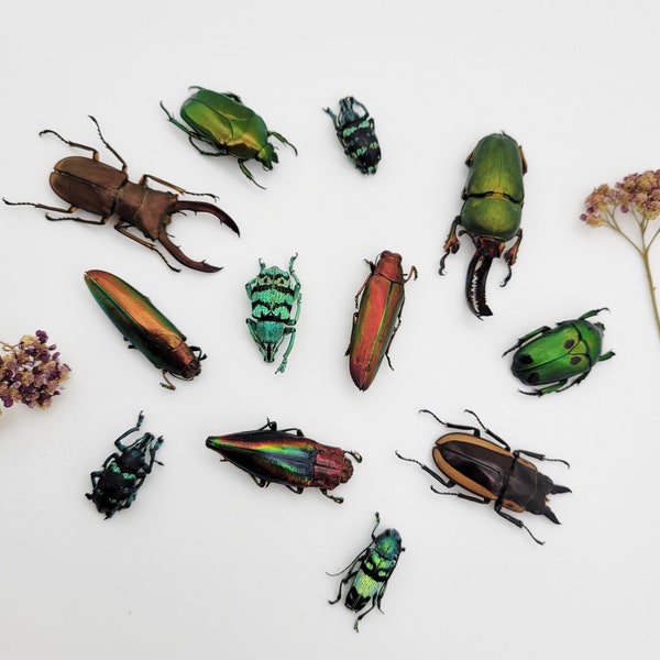 Real Colorful Beetle Mix / Real Beetle Specimens / Real Beetle Variety Pack