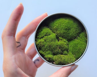 Live Carpet Moss Tin / Moss in Round Tin / Pet Moss / Fairy Faerie Garden Supply