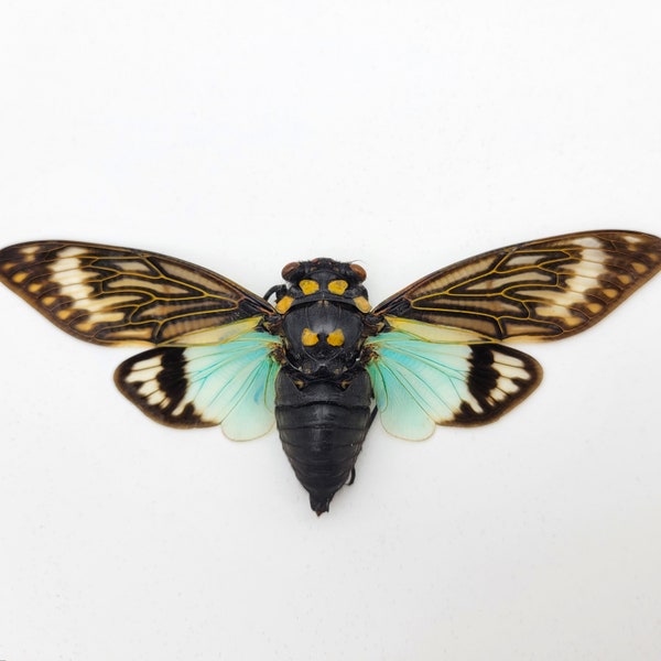 Real Blue Cicada / Tosena splendida / Entomology Spread Cicada Specimen / Clear Winged Cicada /