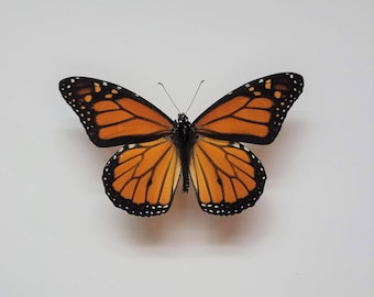 Real Monarch Butterfly Specimen / American Monarch Specimen Danaus plexippus