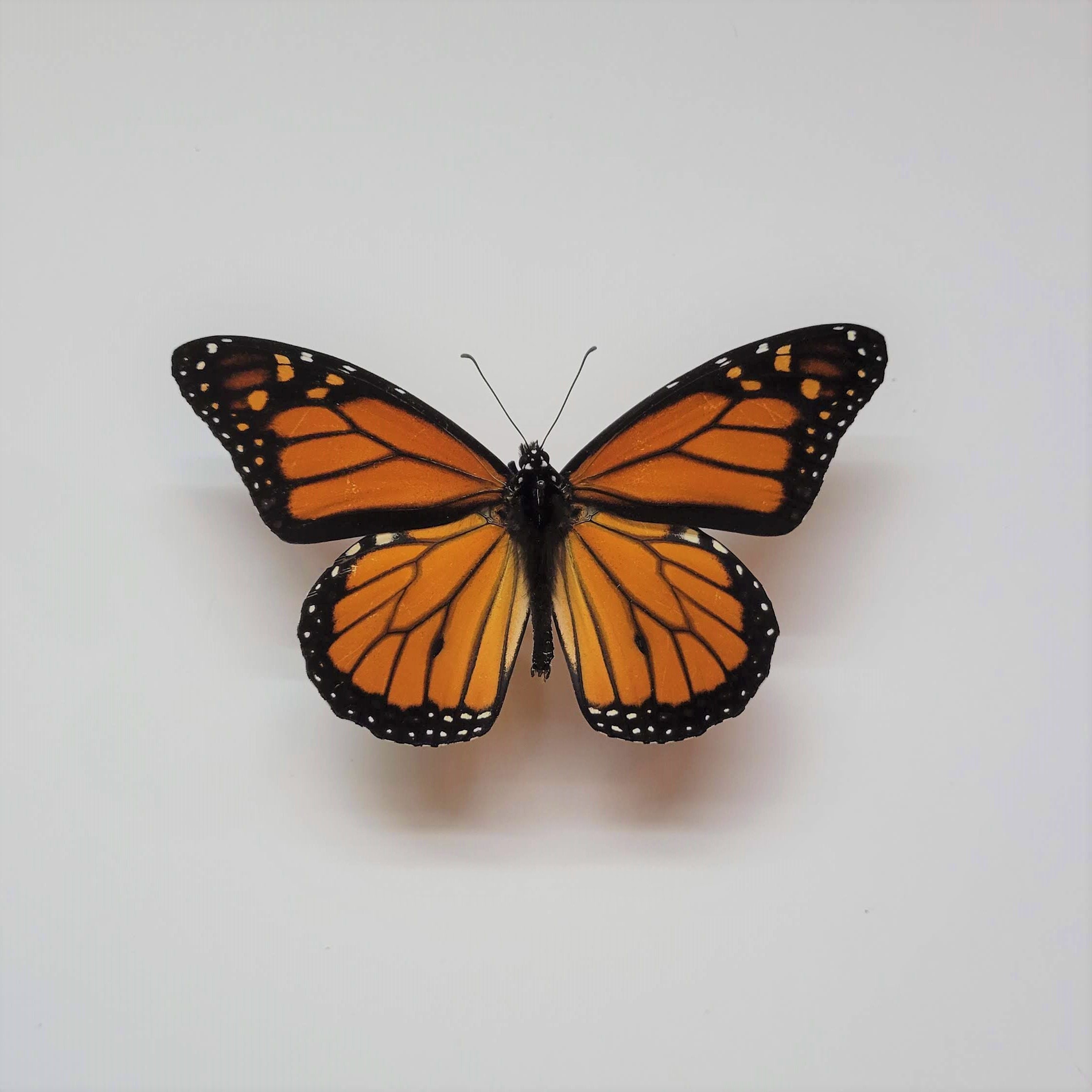 Real Monarch Butterfly Specimen / American Monarch Specimen Danaus plexippus