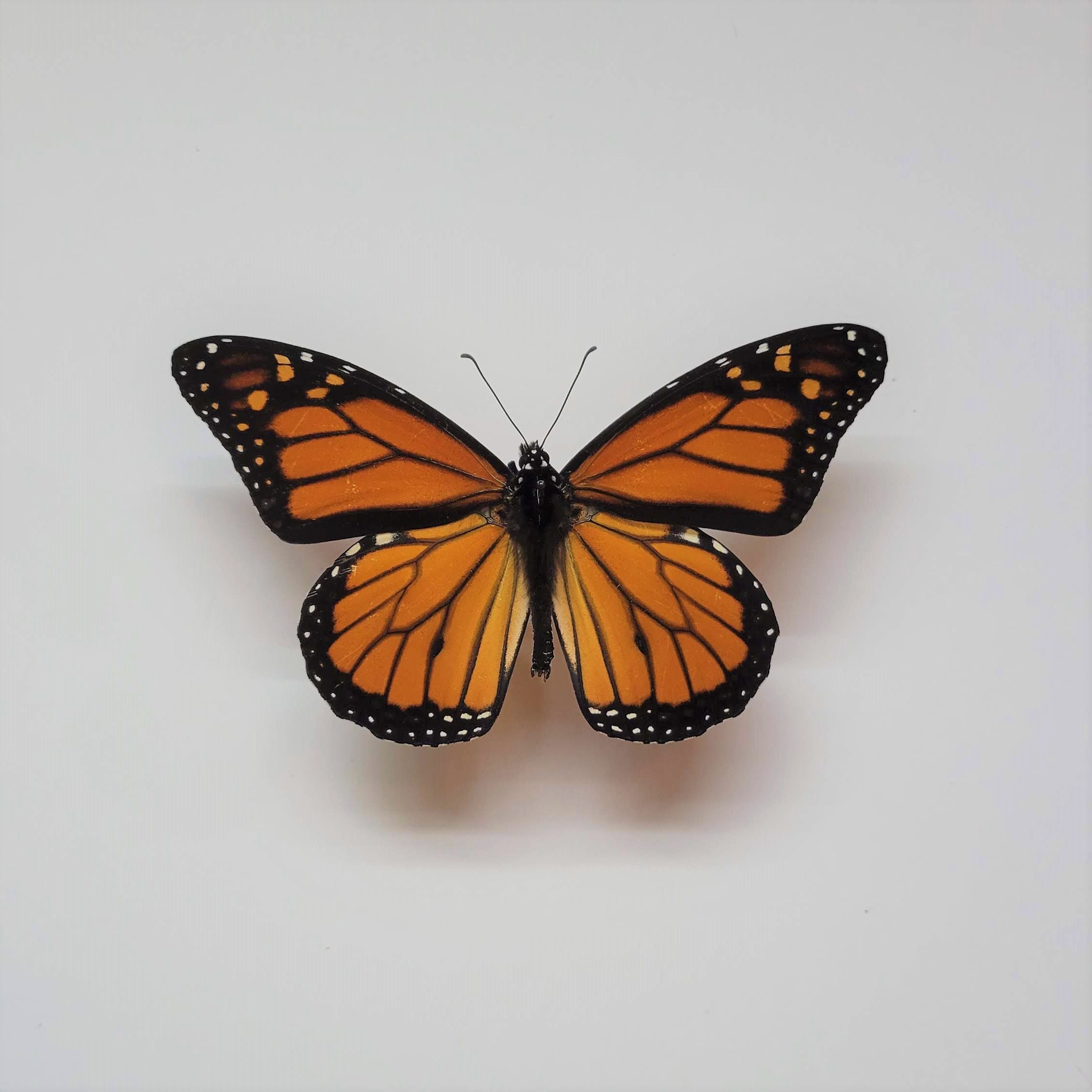 Real Monarch Butterfly Specimen / North American Monarch Etsy