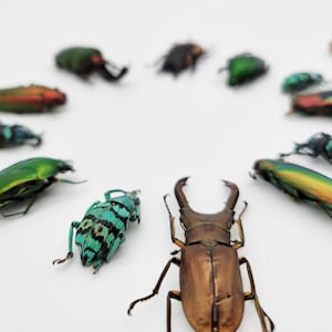 Real Colorful Beetle Mix / Real Beetle Specimens / Real Beetle Variety Pack image 3