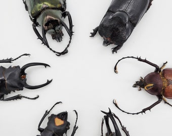 Extra Large Real Beetle Specimens / Real Beetle Mix / Real Huge Beetles