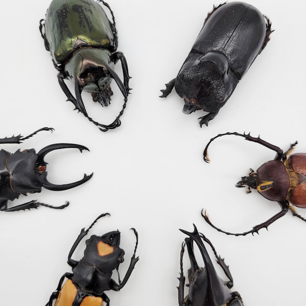 Extra Large Real Beetle Specimens / Real Beetle Mix / Real Huge Beetles