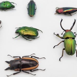 Real Colorful Beetle Mix / Real Beetle Specimens / Real Beetle Variety Pack image 4