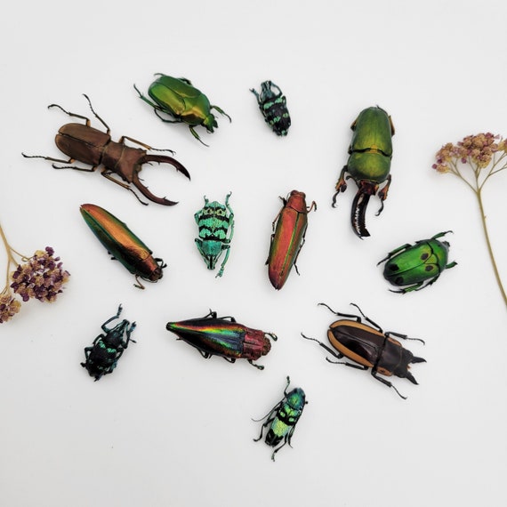 Véritable mélange de coléoptères colorés / Vrais spécimens de coléoptères /  Pack de variétés de coléoptères réels -  France