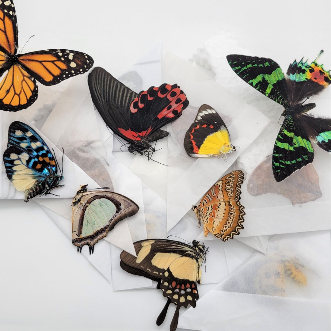 Mixed Lot of Real Butterflies and Dayflying Moths/ Premium Butterflies