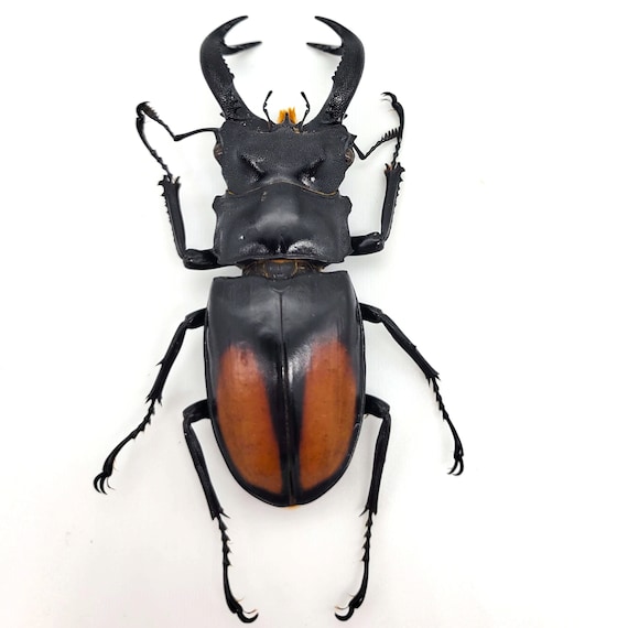 Giant stag beetle deals