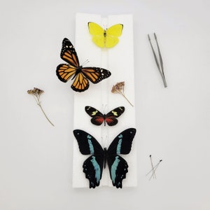Insect Spreading Board / Butterfly Mounting Board / Entomological Pinning Board