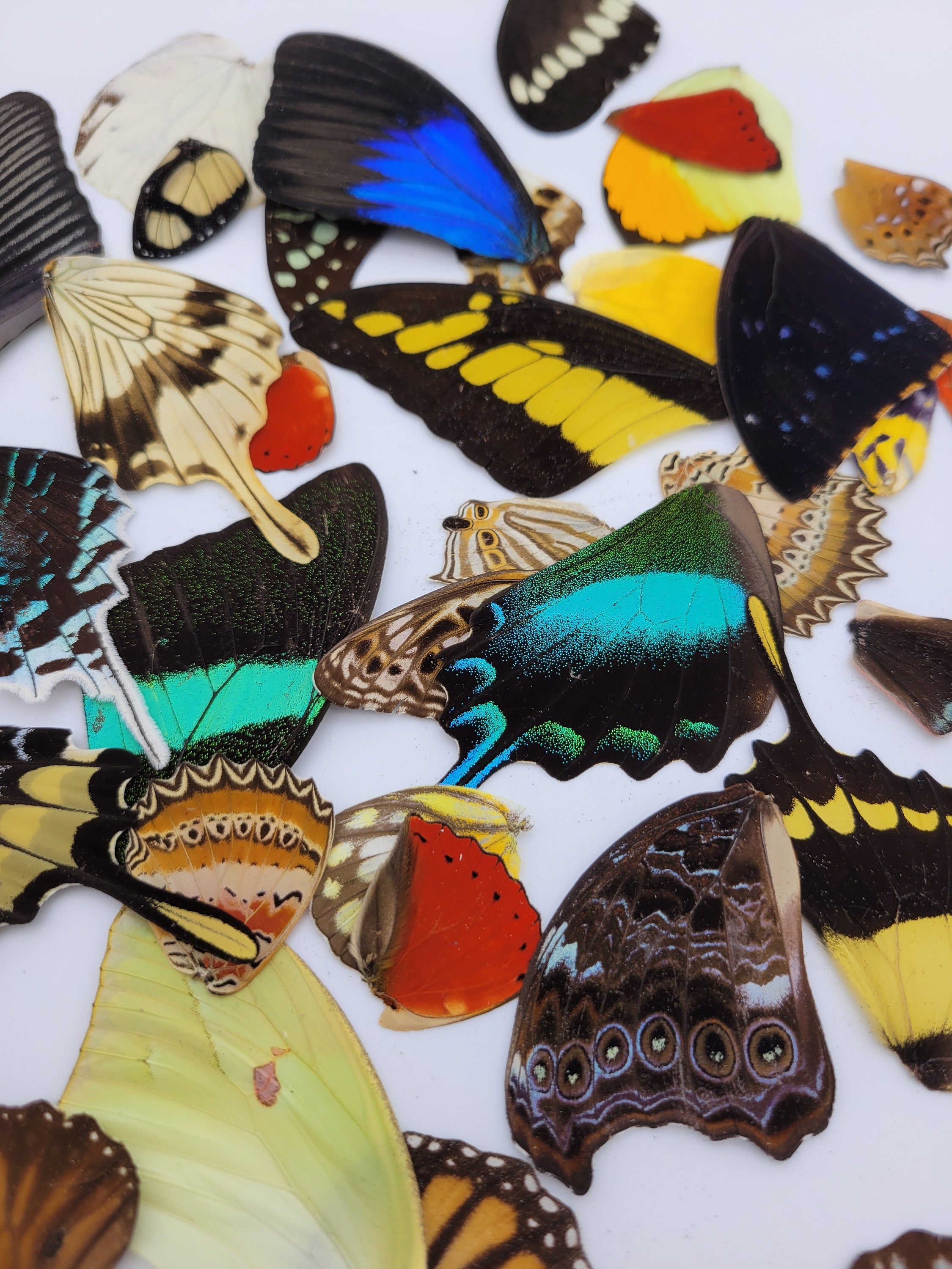 Realistic Paper Butterfly Moth - 46 Pcs, Double-Sided Faux