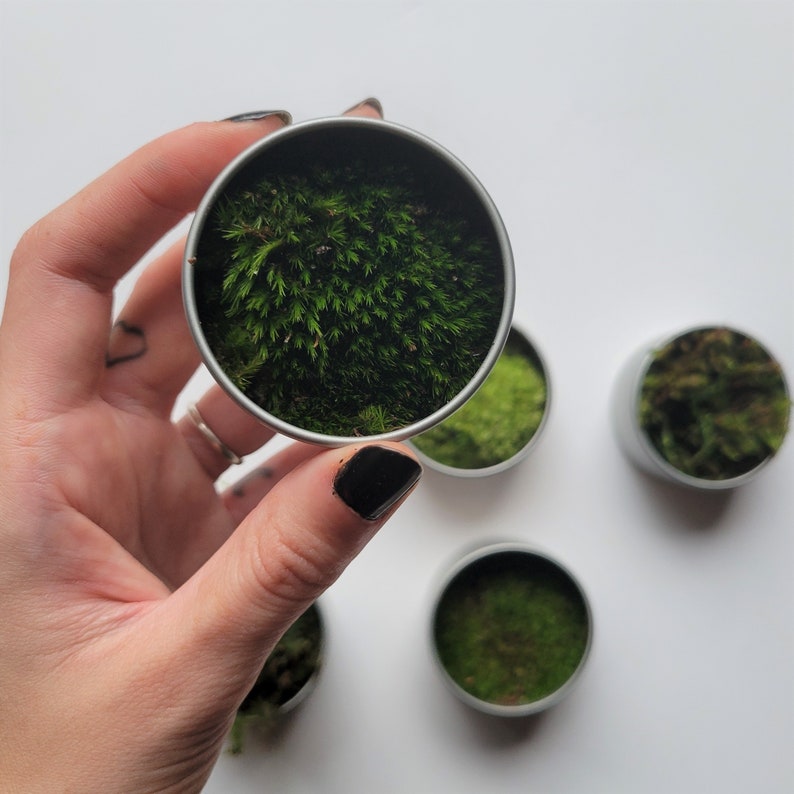 Mini Moss Sampler \/ Live Moss Multi Pack \/ Moss in Tin Vivarium \/ Moss Variety Terrarium\/ Fairy Faerie Garden Supply