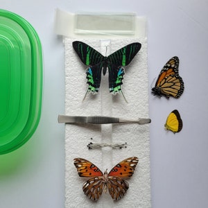 Real Butterfly Spreading Kit / Complete Butterfly Mounting Pinning Kit / Complete Entomological Spreading Kit / Insect Spreading Kit