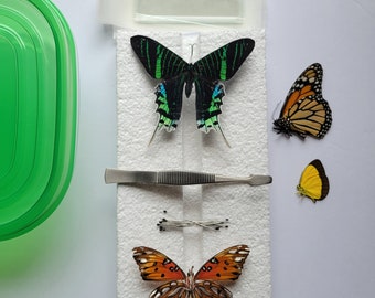 Real Butterfly Spreading Kit / Complete Butterfly Mounting Pinning Kit / Complete Entomological Spreading Kit / Insect Spreading Kit