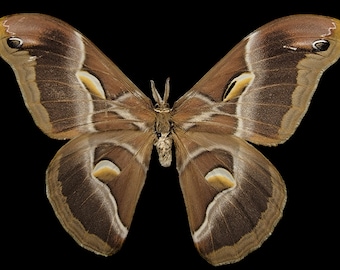 Samia cynthia / Ailanthus Silkmoth / Saturn moth / Real Large Moth/ Eri Moth