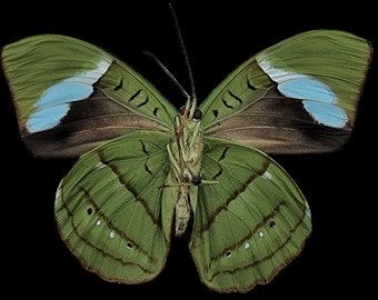 Olive Wing Butterfly / Green Butterfly / Nessaea hewitsoni / real Neotropical Butterfly