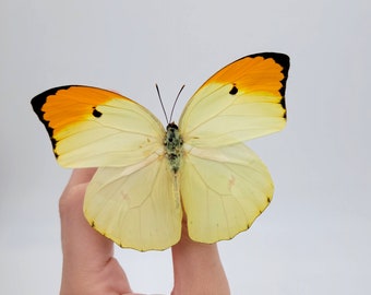 Orange Tipped Sulfur Butterfly / Real Yellow Butterfly Specimen / Anteos menippe