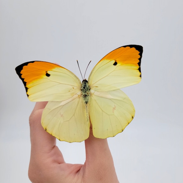 Orange Tipped Sulfur Butterfly / Real Yellow Butterfly Specimen / Anteos menippe