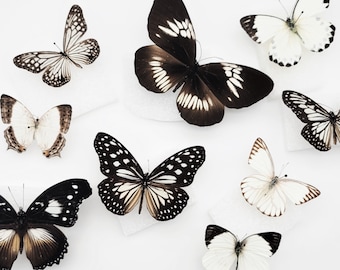 Black and White Real Butterfly Mix / Real Black and White Butterfly Specimens for Artwork / Black and White Aesthetic / Monochrome