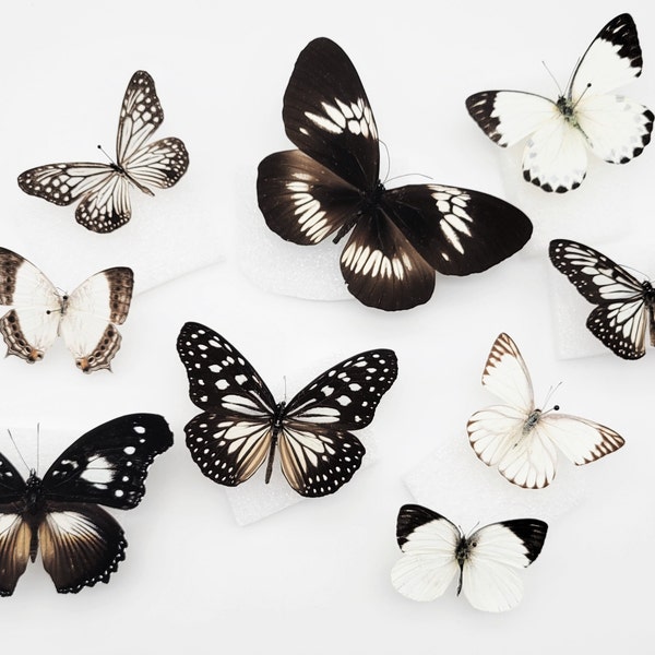 Black and White Real Butterfly Mix / Real Black and White Butterfly Specimens for Artwork / Black and White Aesthetic / Monochrome