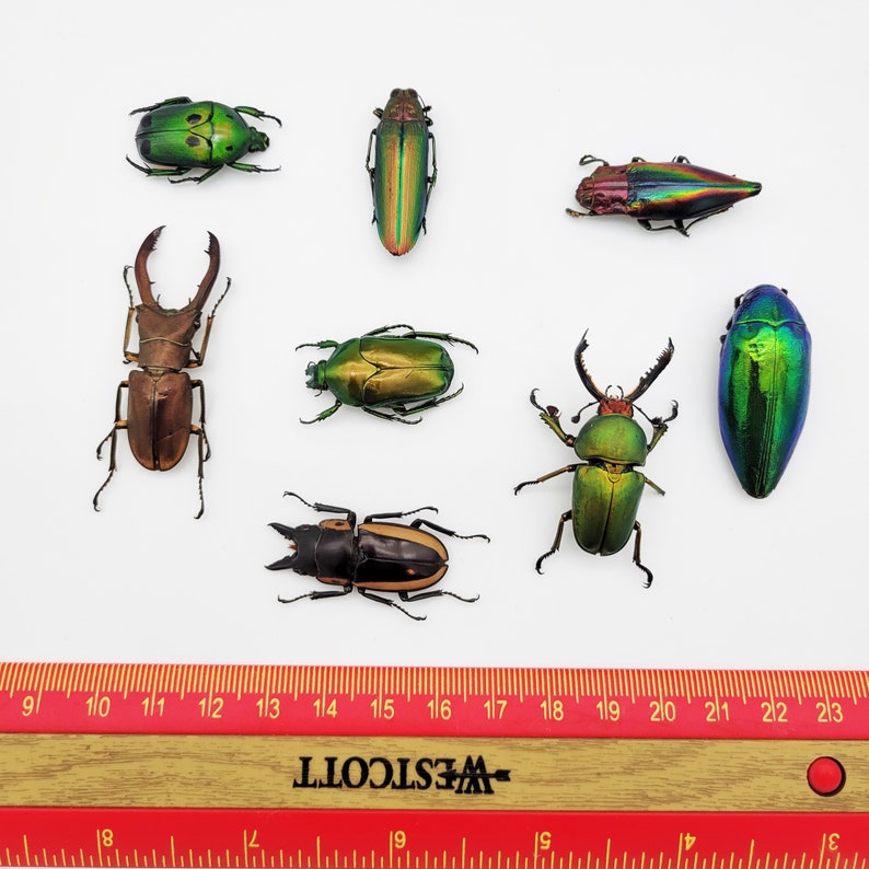 Real Colorful Beetle Mix / Real Beetle Specimens / Real Beetle Variety Pack image 5