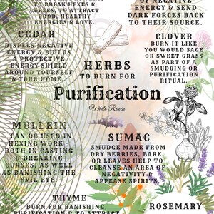 May include: A colorful chart with illustrations of various herbs and their uses for purification. The chart includes juniper, cedar, pine, clover, mullein, sumac, thyme, and rosemary. The text describes the properties of each herb and how to use them for cleansing, protection, and healing.