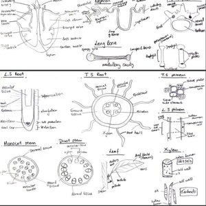 H1 biology notes - diagrams