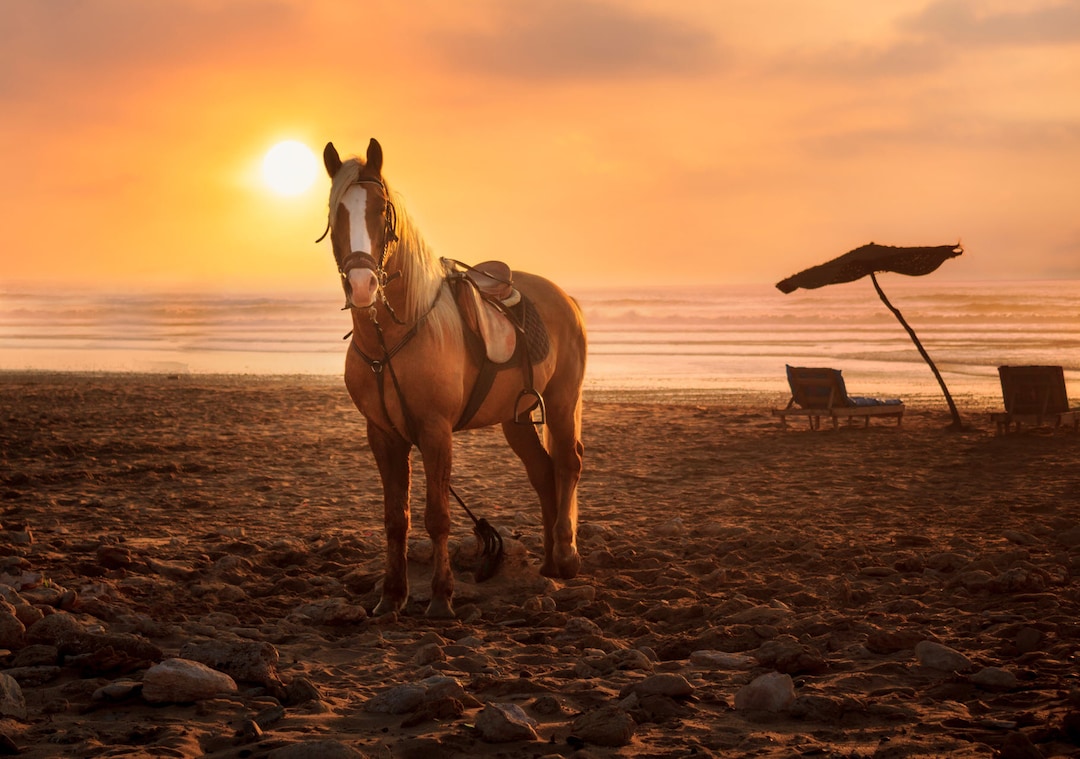 Gorgeous Sunset Beach With Horse Palomino Horse Westerb Horse Sunset gorgeous-sunset-beach-with-horse-palomino-horse-westerb-horse-sunset