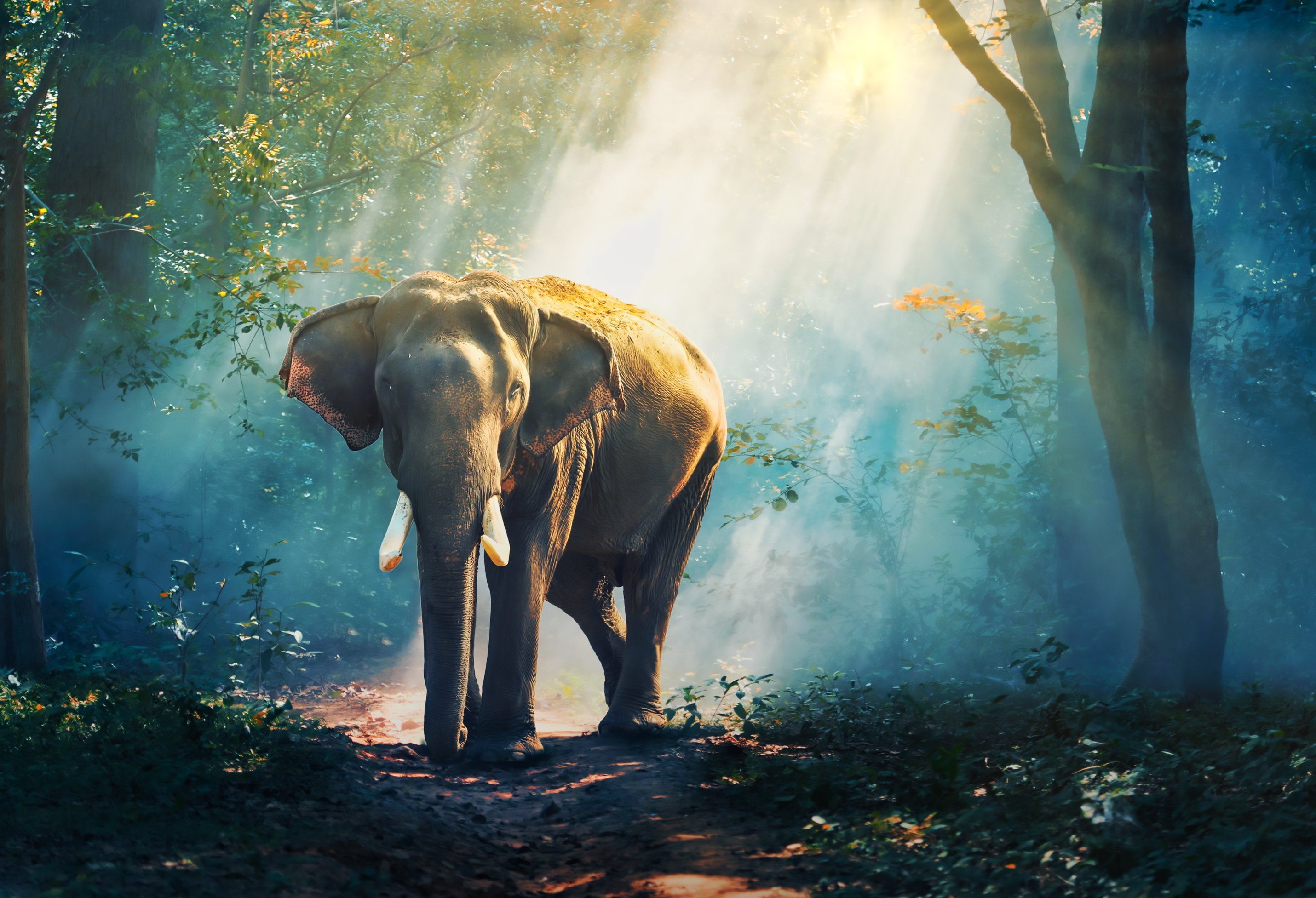 Vishwa Ma'ali also commonly known as Mali, was a female Asian elephant who  lived at Manila Zoo in Manila, Philippines. Born in Sri Lanka, she was  given as a gify by the, image size:2861x1953
