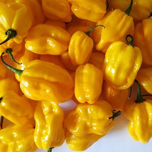 seed YELLOW HABANERO 30 SEEDS chili chilli pepper very hot chili pepper