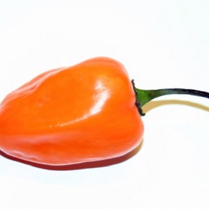 Puede incluir: Un pimiento habanero de color naranja brillante con un tallo verde y un tallo marrón oscuro.