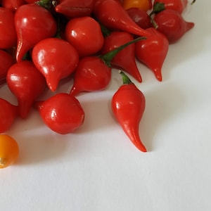 20 SWEETY DROPS BIQUINHO red red seeds seeds pepper teardrop chilli chile