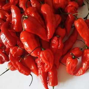 BHUT JOLOKIA NAGA Ghost Chili Peppers 20 Seeds