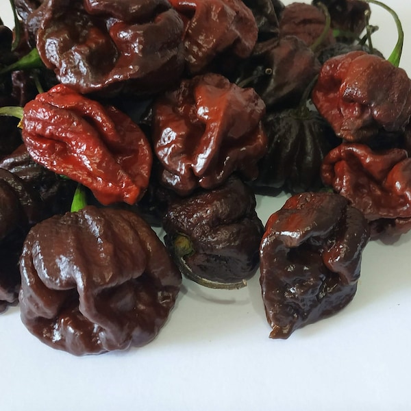 20 CAROLINA REAPER CHOCOLATE Bhutlah-Chilisamen, 100 % garantiert extrem scharf