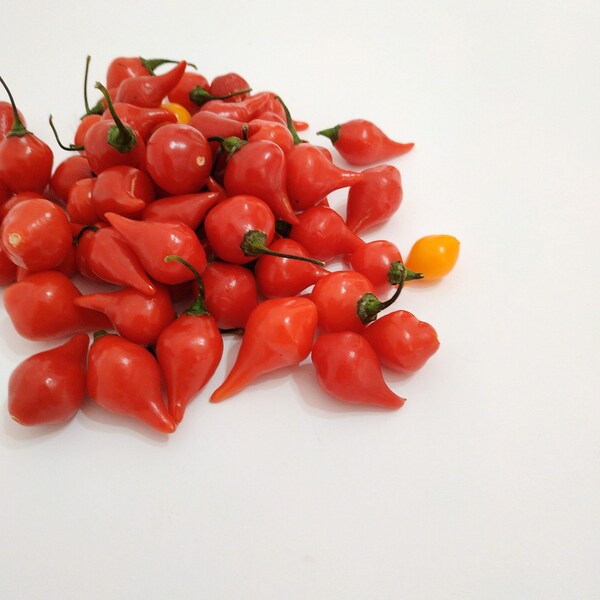 seeds SWEETY DROPS BIQUINHO red rojo 20 semillas pimiento lagrima chilli chile