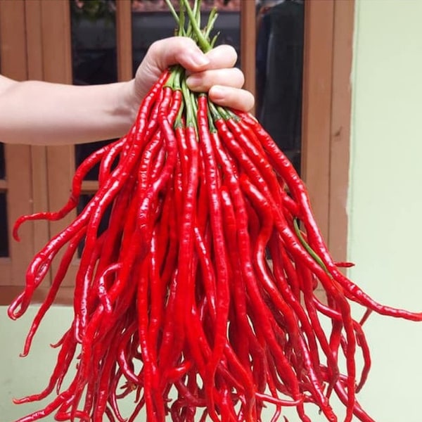 20 chilli seeds THUNDER MOUNTAIN LONGHORN seeds chili red