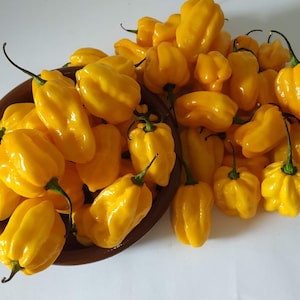 YELLOW HABANERO 20 SEEDS chili chilli pepper very hot chili pepper