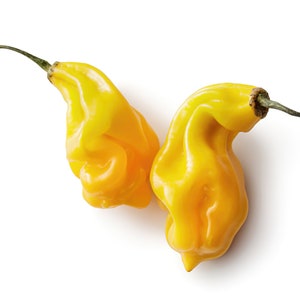 May include: Two bright yellow habanero peppers with green stems. The peppers are wrinkled and have a pointed tip.