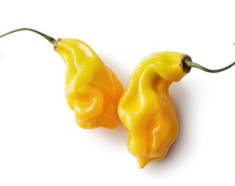 20 MADAME JEANETTE Chilizaden van het type Habanero 100% gegarandeerde chili