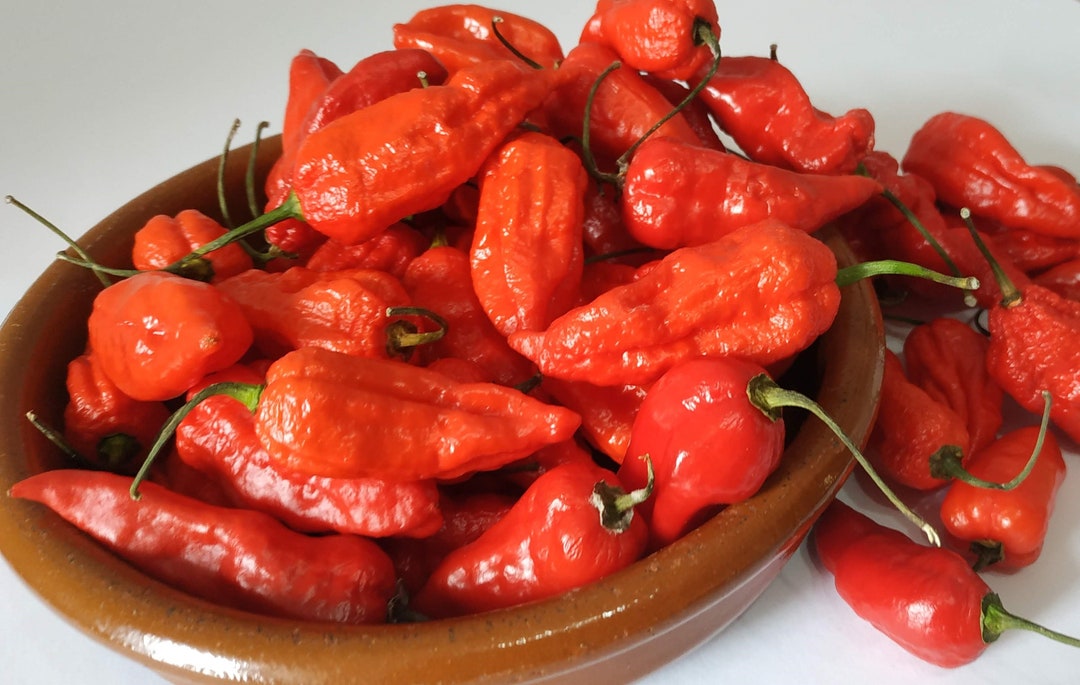 Seeds BHUT JOLOKIA NAGA guindilla fantasma 20 semillas chili peppers ...