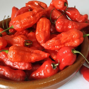 BHUT JOLOKIA NAGA ghost chili pepper seeds 20 seeds