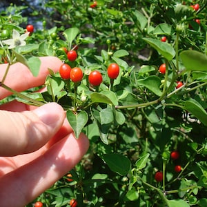 Puede incluir: Primer plano de una planta de pimiento verde con pimientos rojos creciendo en ella. Una mano se extiende para tocar los pimientos.