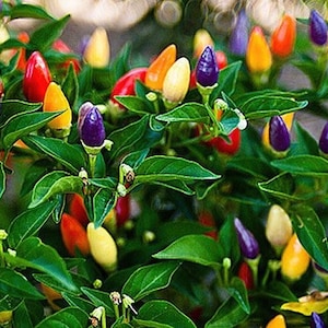 SEEDS 20 BOLIVIAN RAINBOW chili seeds ornamental chilies spicy chili