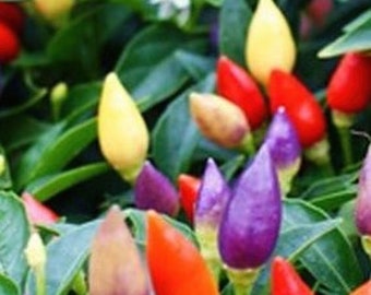 AJI Chiles,9 Variedades De AJI, 90 Semillas,seeds,pack (11 - Foto 2