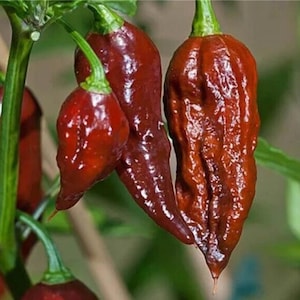 BHUT JOLOKIA CHOCOLATE ghost chili pepper seeds 20 seeds