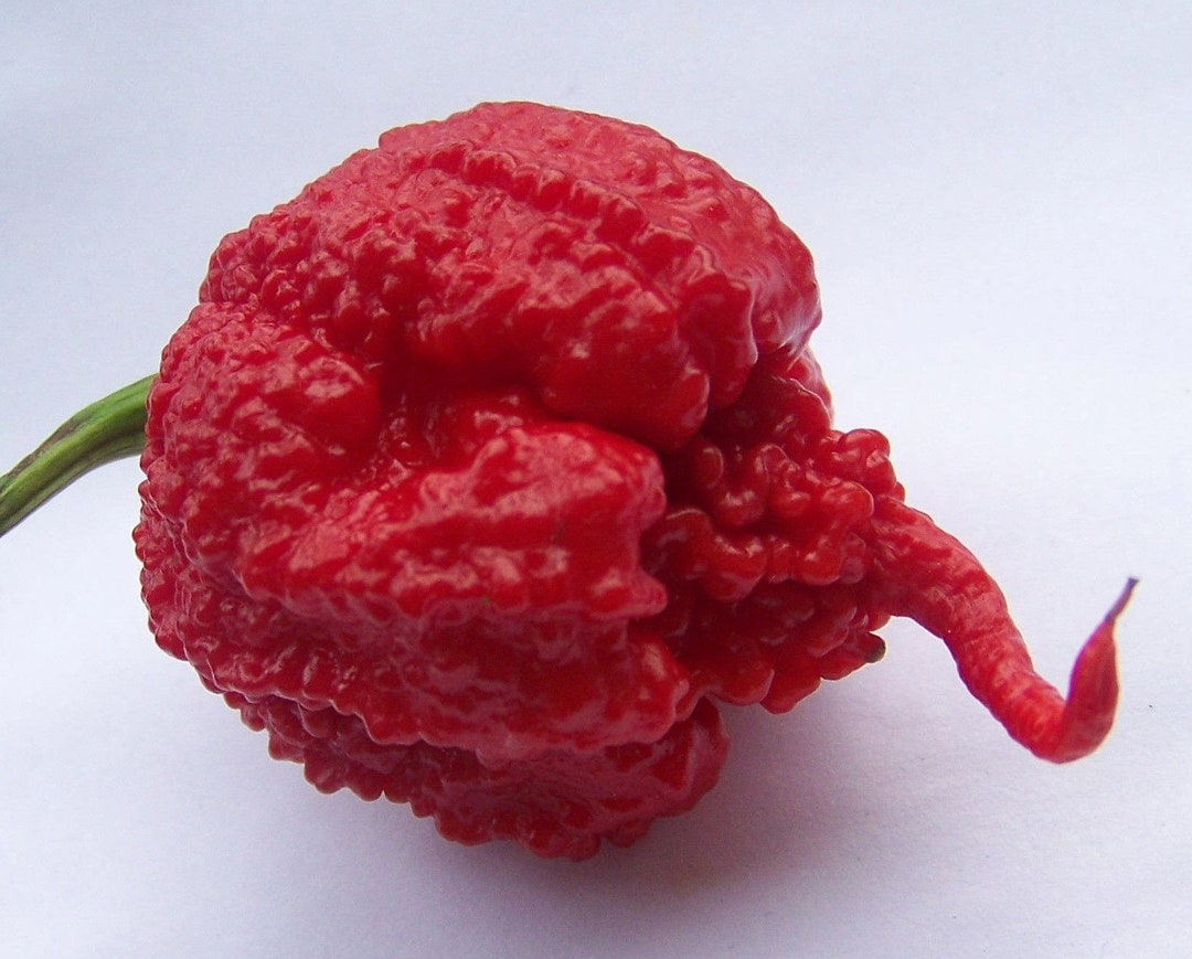 Semi Di Peperoncino - Mix Varietà: Carolina Reaper, Big Mama Mustard, Bhut Jolokia Red (30 Semi) - 3