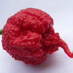 20 CAROLINA REAPER chili seeds 100% guaranteed seeds
