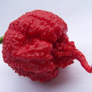 20 semi di peperoncino CAROLINA REAPER SEMI garantiti al 100%.