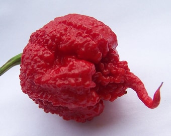 20 CAROLINA REAPER hp22b chili zaden 100% gegarandeerde ZADEN