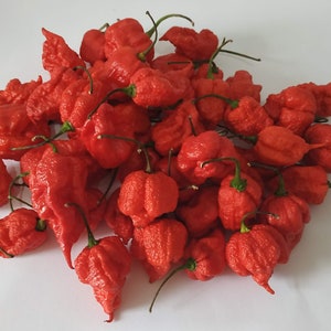 20 chilli seeds CAROLINA REAPER SEEDS 100% guaranteed